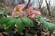 41 Ellebori in fiore coloratissimi